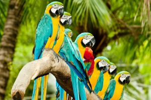 picture of parrots