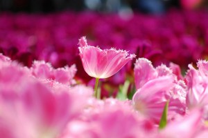 picture of tulips pink