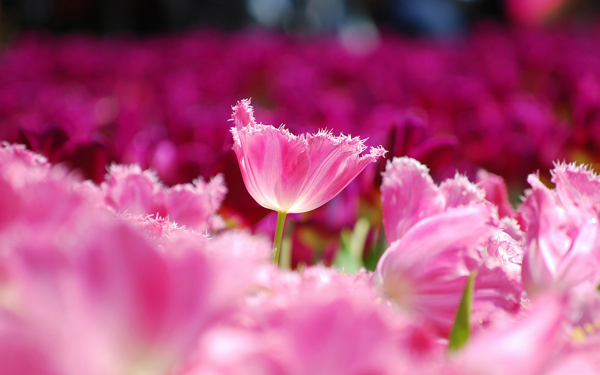picture of tulips pink