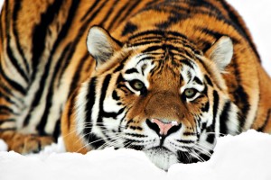 pictures of a tiger