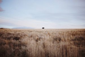 pictures of bison