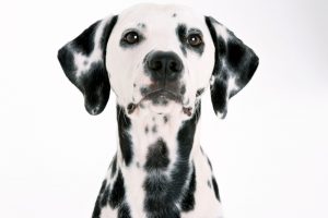 pictures of dalmatian dogs