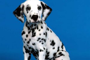 pictures of dalmatian puppies
