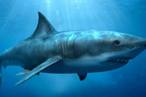 pictures of megalodon