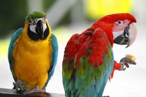 pictures of parrots