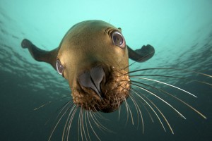 pictures of seals and sea lions