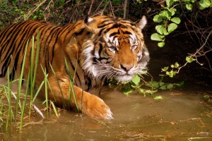 pictures of tigers in the wild