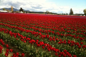 pictures of tulips red