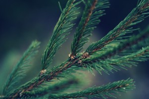 pine picture backgrounds