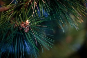 pine wallpaper nature hd