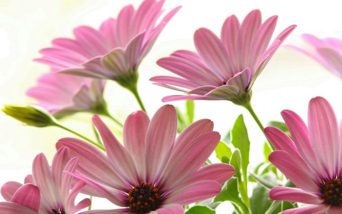 pink daisies HD Desktop Wallpapers 4k HD
