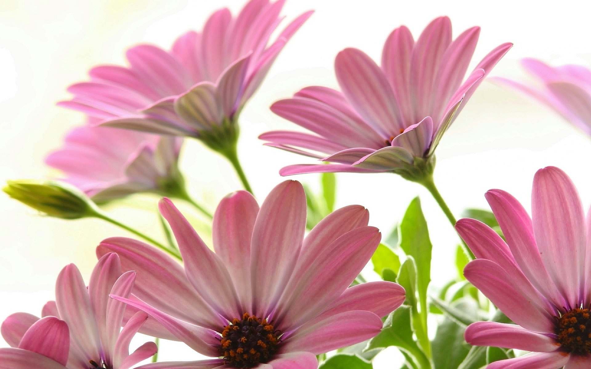 pink daisies - HD Desktop Wallpapers | 4k HD