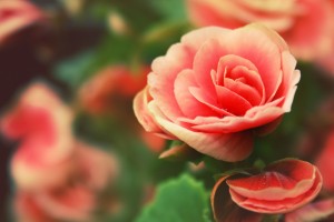 pink roses hd