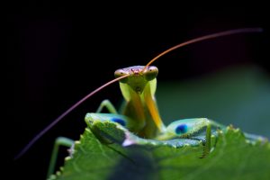praying mantis images