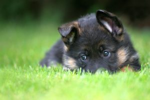 puppies wallpapers A10