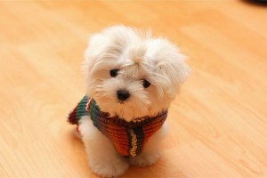 puppy dogs wallpapers