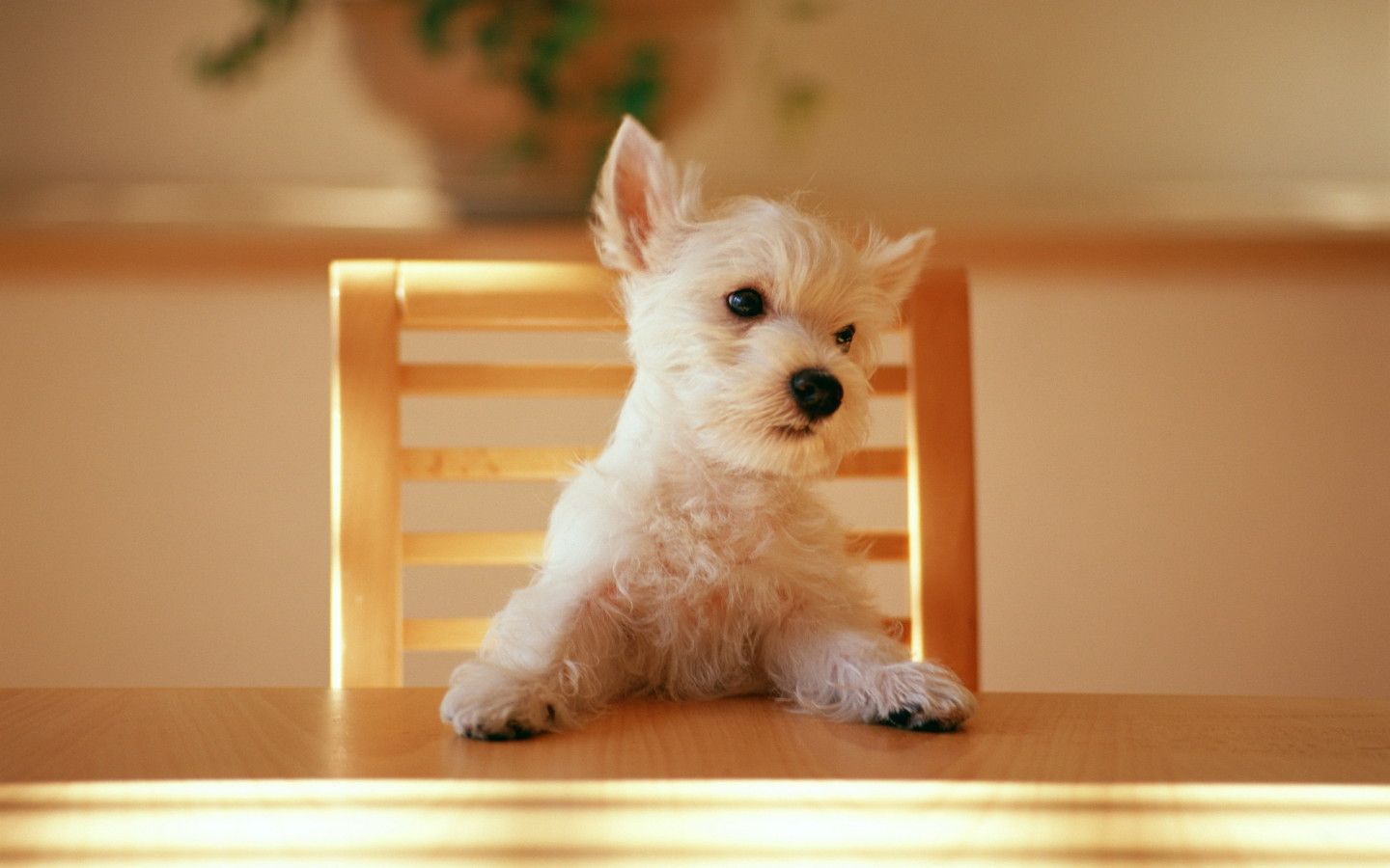puppy hd wallpapers