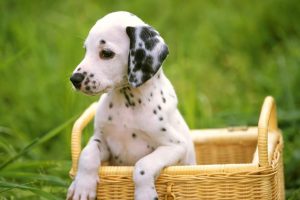 puppy wallpapers A7