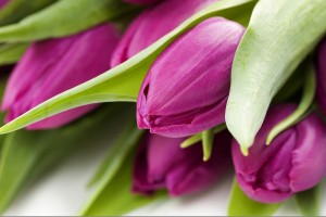 purple tulips images free