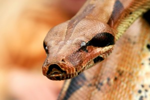 python pictures
