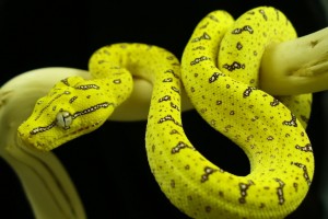 python wallpaper hd