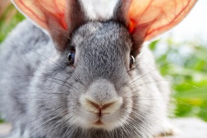 rabbit hd photo