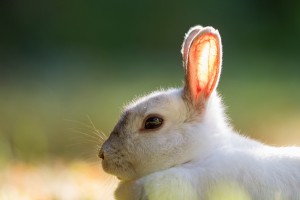 rabbit images download