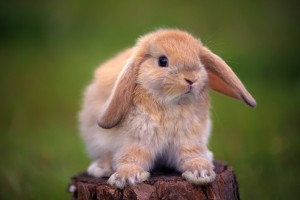 rabbit images hd