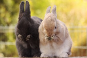 rabbit photos free download