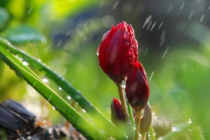 rainfall rose buds