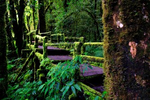 rainforest images