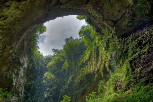 rainforest landscape scenery