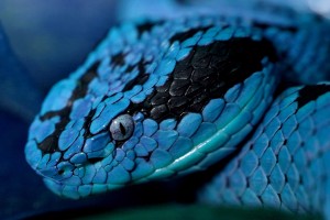 rattlesnake hd