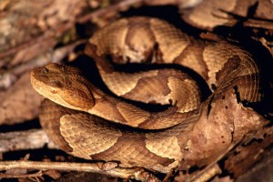 rattlesnakes hd