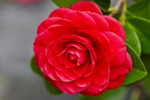 red camellia flower
