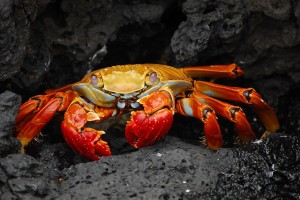red colored crab