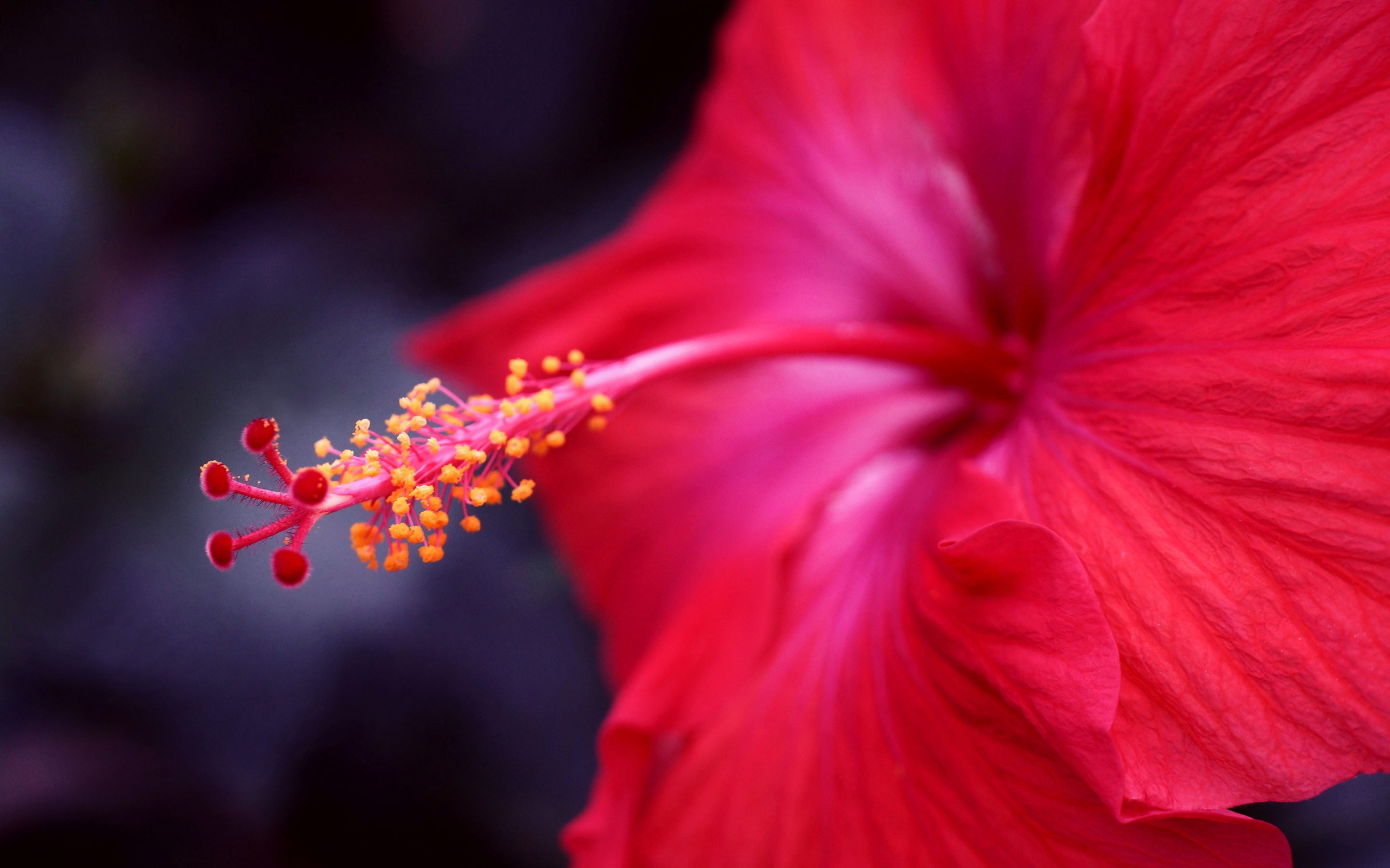 red hibiscus flower - HD Desktop Wallpapers | 4k HD