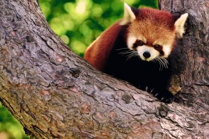red panda nature