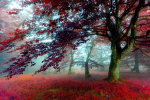 red scenery download images