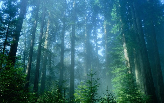 redwood forest - HD Desktop Wallpapers | 4k HD