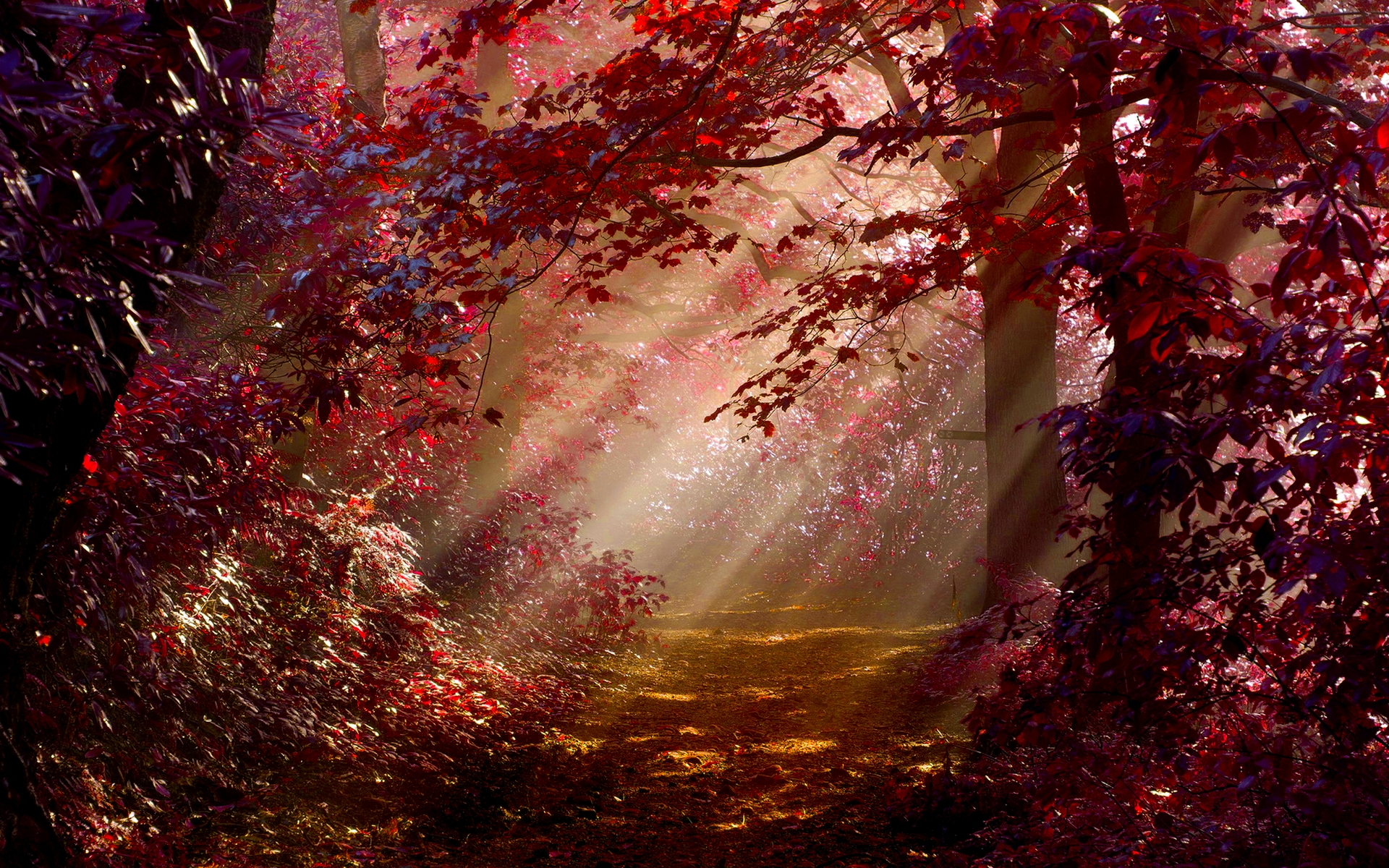 Red Autumn Forest Desktop Background