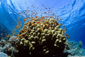 reef wallpaper 1080p