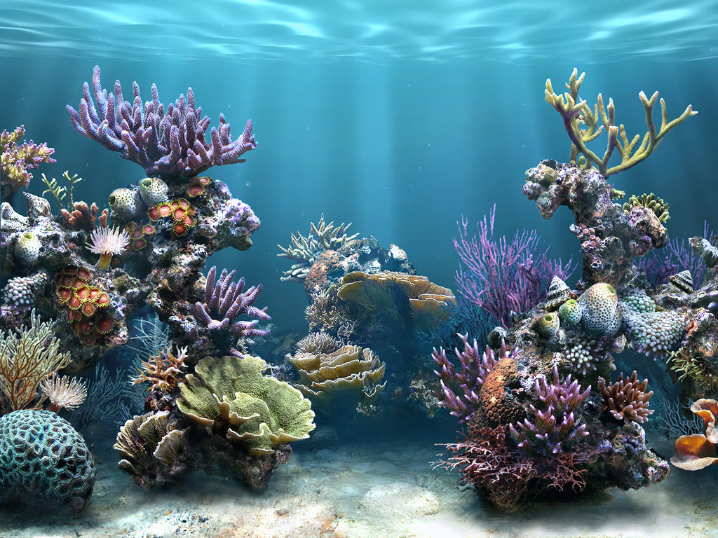 reef wallpaper gorgeous