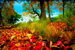 retina wallpaper autumn nature