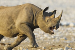 rhino animal wallpaper
