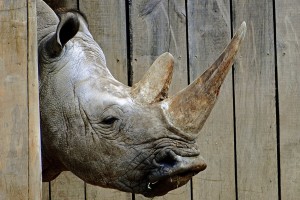 rhino hd pictures