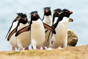 rockhopper penguin wallpaper