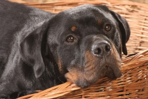 rottweiler pictures