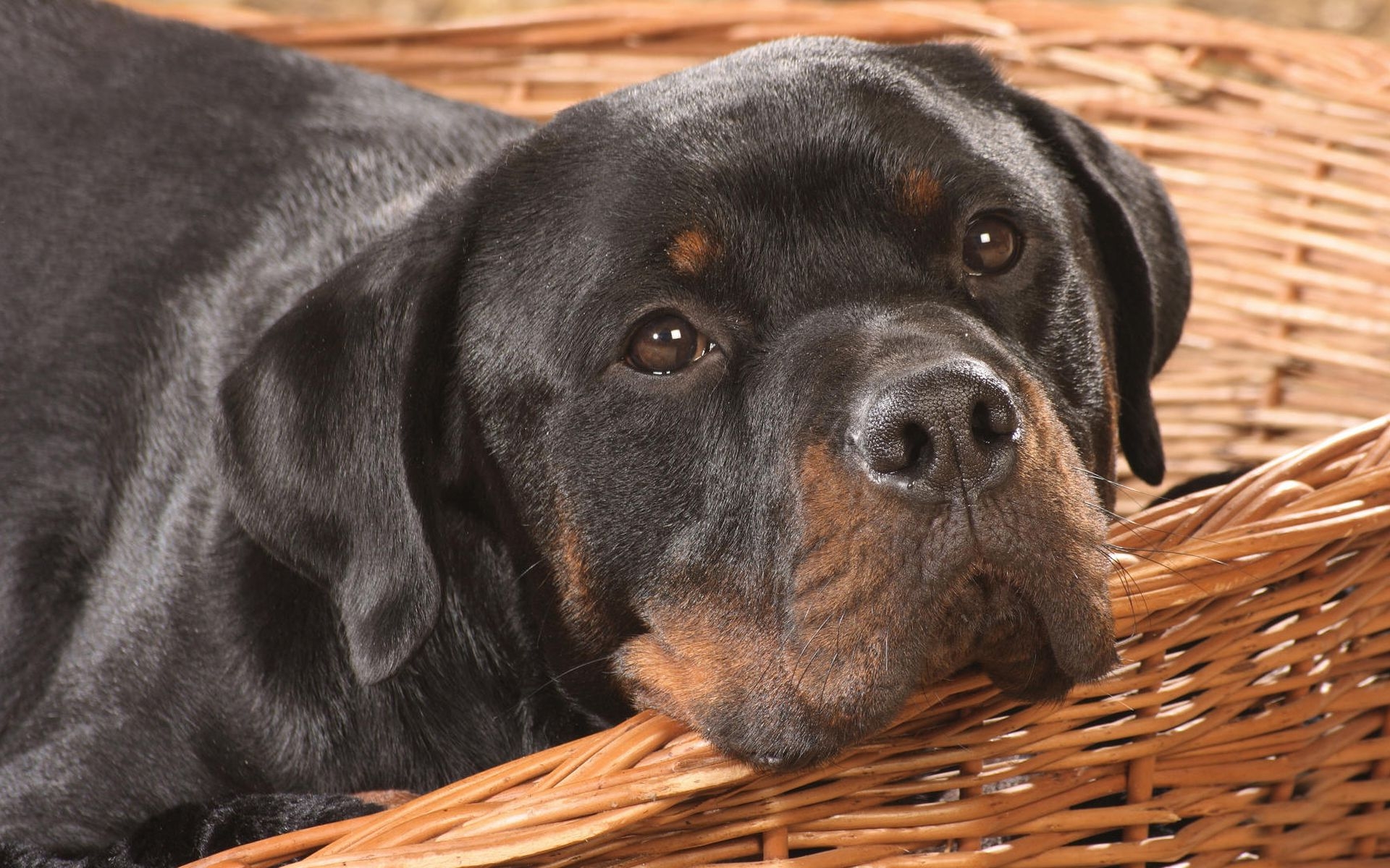 rottweiler pictures