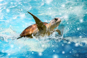 sea turtle wallpaper